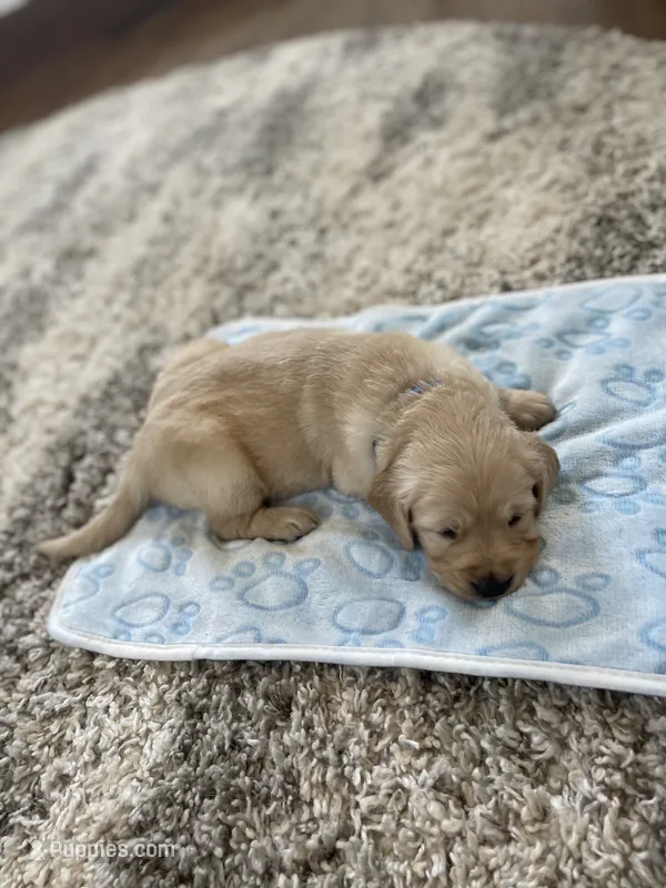 Chase – Golden Retriever puppy for sale in Humboldt, IA