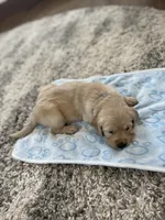 Chase, a male Golden Retriever for sale in Humboldt, IA – 1 of 2