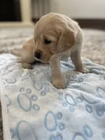 Chase, a male Golden Retriever for sale in Humboldt, IA – 2 of 2