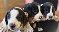 Brutus, a male Treeing Walker Coonhound and Bluetick Coonhound for sale in Petaluma, CA – 3 of 5