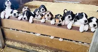 Brutus, a male Treeing Walker Coonhound and Bluetick Coonhound for sale in Petaluma, CA – 2 of 5