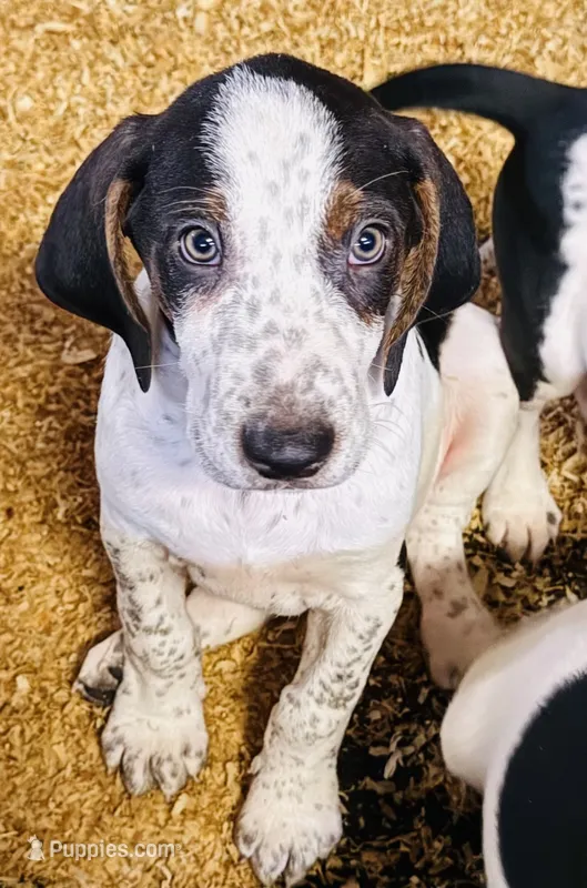 Brutus – Treeing Walker Coonhound, Bluetick Coonhound puppy for sale in Petaluma, CA