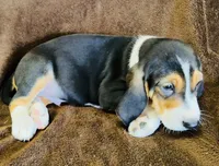 Bluey, a male Catahoula Leopard Dog and Bluetick Coonhound for sale in Petaluma, CA – 2 of 5