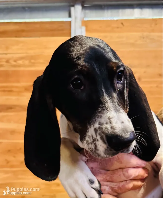Bingo – Bluetick Coonhound puppy for sale in Petaluma, CA