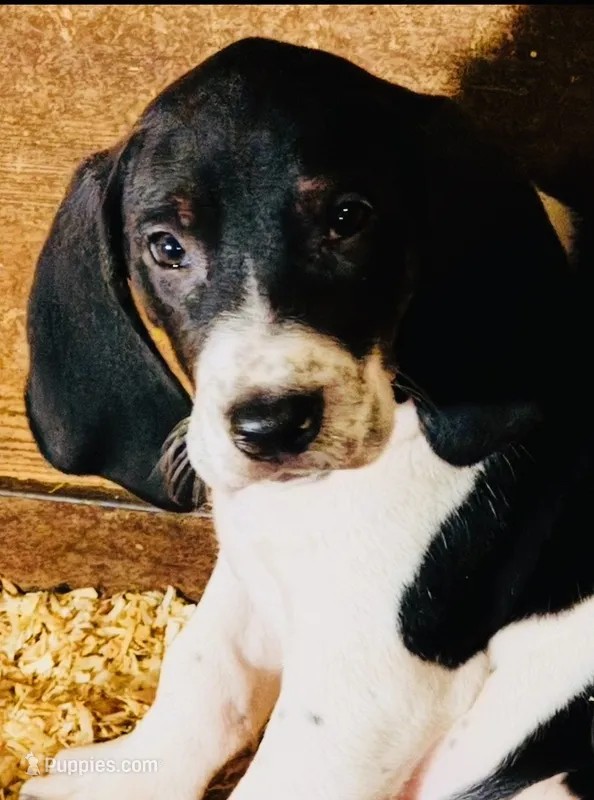 Bluey – Catahoula Leopard Dog, Bluetick Coonhound puppy for sale in Petaluma, CA