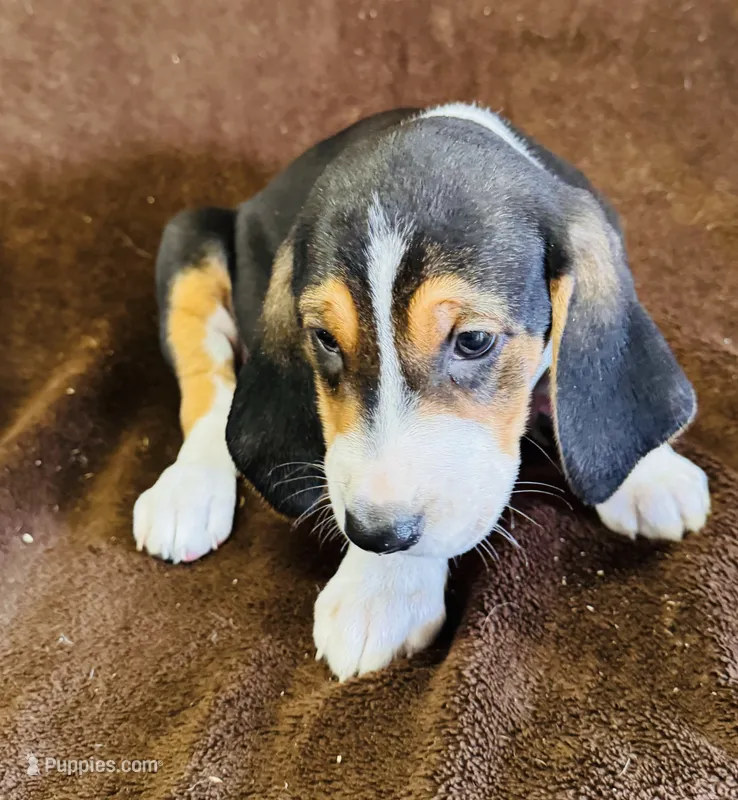 Bluey – Catahoula Leopard Dog, Bluetick Coonhound puppy for sale in Petaluma, CA
