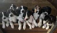 Bingo, a female Bluetick Coonhound for sale in Petaluma, CA – 3 of 5
