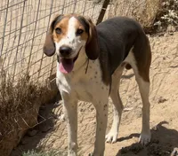 Brutus, a male Treeing Walker Coonhound and Bluetick Coonhound for sale in Petaluma, CA – 5 of 5