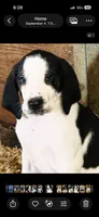 Bingo, a female Bluetick Coonhound for sale in Petaluma, CA – 5 of 5
