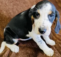 Bingo, a female Bluetick Coonhound for sale in Petaluma, CA – 4 of 5