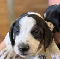Brutus, a male Treeing Walker Coonhound and Bluetick Coonhound for sale in Petaluma, CA – 1 of 5