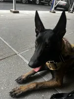 Nova , a female Belgian Malinois for sale in Brooklyn, NY – 1 of 4