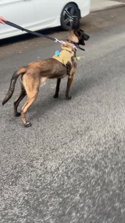 Nova , a female Belgian Malinois for sale in Brooklyn, NY – 4 of 4