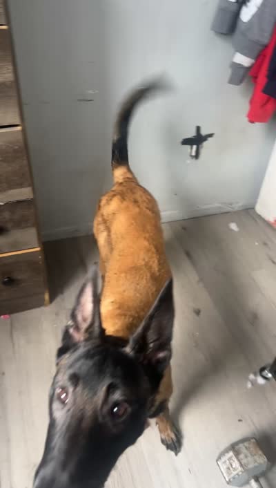 Nova , a female Belgian Malinois for sale in Brooklyn, NY – 3 of 4