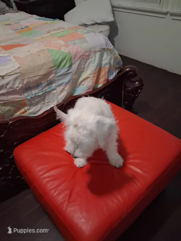 Moon – Schnoodle puppy for sale in Moreno Valley, CA