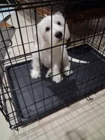 Moon, a male Schnoodle for sale in Moreno Valley, CA – 4 of 6