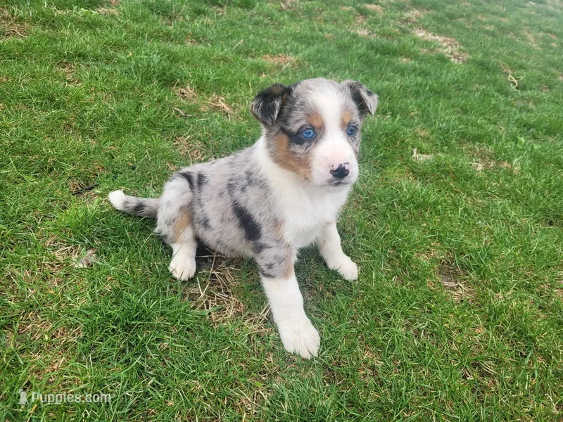 Stacy – Australian Shepherd puppy for sale in Westland, MI