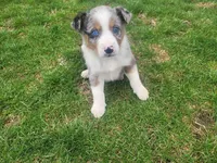 Stacy, a female Australian Shepherd for sale in Westland, MI – Photo 4 of 4