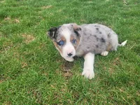 Stacy, a female Australian Shepherd for sale in Westland, MI – Photo 2 of 4