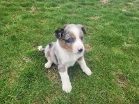 Stacy, a female Australian Shepherd for sale in Westland, MI – Photo 3 of 4