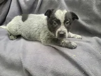 Stacy, a female Australian Cattle Dog for sale in Westland, MI – 4 of 4