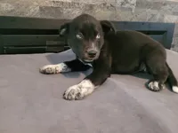 Black , a male Siberian Husky and Labrador Retriever for sale in Westland, MI – 2 of 4