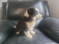 Jackie, a female Australian Shepherd for sale in Westland, MI – Photo 3 of 3