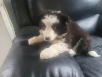 Jackie, a female Australian Shepherd for sale in Westland, MI – Photo 2 of 3