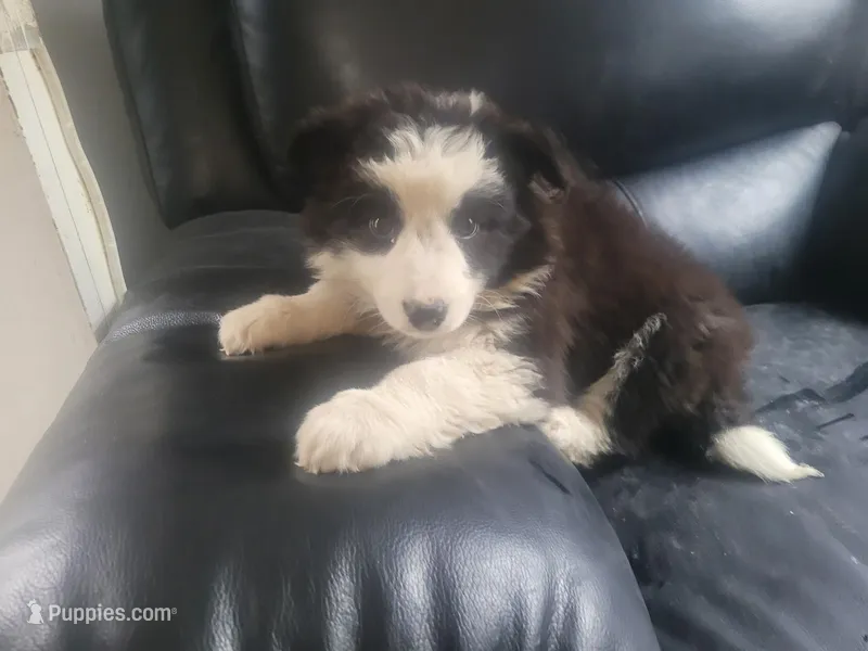 Jackie, a female Australian Shepherd for sale in Westland, MI – Photo 1 of 3