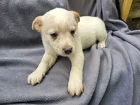 Jack, a male Australian Cattle Dog for sale in Westland, MI – 3 of 4