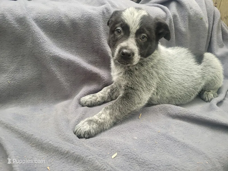 Stacy, a female Australian Cattle Dog for sale in Westland, MI – 1 of 4