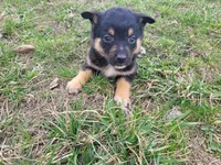 Susie, a female German Shepherd Dog and Labrador Retriever for sale in Westland, MI – Photo 4 of 5
