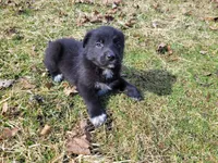 Black , a male German Shepherd Dog and Labrador Retriever for sale in Westland, MI – Photo 4 of 4