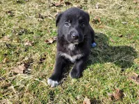 Black , a male German Shepherd Dog and Labrador Retriever for sale in Westland, MI – Photo 2 of 4