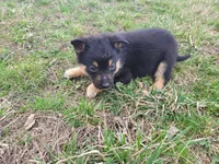 Susie, a female German Shepherd Dog and Labrador Retriever for sale in Westland, MI – Photo 5 of 5