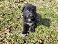 Black , a male German Shepherd Dog and Labrador Retriever for sale in Westland, MI – Photo 3 of 4