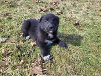 Black , a male German Shepherd Dog and Labrador Retriever for sale in Westland, MI – Photo 1 of 4