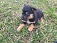 Susie, a female German Shepherd Dog and Labrador Retriever for sale in Westland, MI – Photo 3 of 5