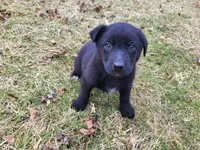 Alex, a male German Shepherd Dog and Labrador Retriever for sale in Westland, MI – Photo 2 of 4