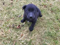 Alex, a male German Shepherd Dog and Labrador Retriever for sale in Westland, MI – Photo 4 of 4