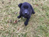 Alex, a male German Shepherd Dog and Labrador Retriever for sale in Westland, MI – Photo 3 of 4