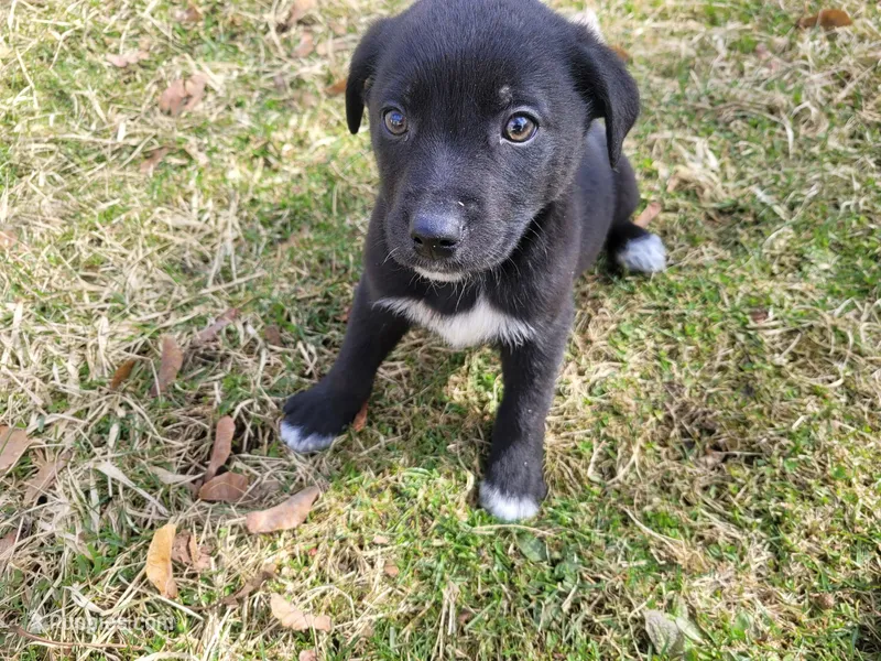 Alex – German Shepherd Dog, Labrador Retriever puppy for sale in Westland, MI