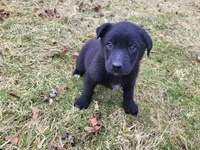 Alex, a male German Shepherd Dog and Labrador Retriever for sale in Westland, MI – Photo 1 of 4