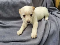 Jack, a male Australian Cattle Dog for sale in Westland, MI – 2 of 4