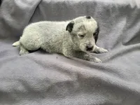 Susie, a female Australian Cattle Dog for sale in Westland, MI – 2 of 3