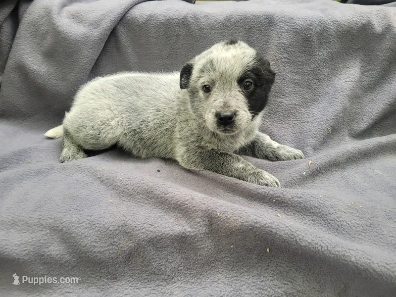 Susie – Australian Cattle Dog puppy for sale in Westland, MI