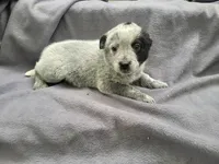 Susie, a female Australian Cattle Dog for sale in Westland, MI – 1 of 3