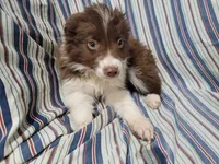 Stacy, a female Australian Shepherd for sale in Westland, MI – Photo 3 of 3