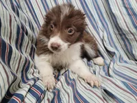 Stacy, a female Australian Shepherd for sale in Westland, MI – Photo 2 of 3