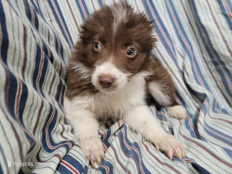 Stacy, a female Australian Shepherd for sale in Westland, MI – Photo 1 of 3